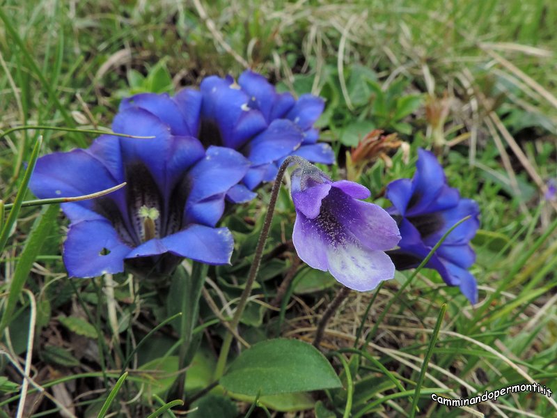 155 Monte Alben - Pinguicula erba unta.JPG -           